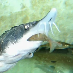 A sturgeon.